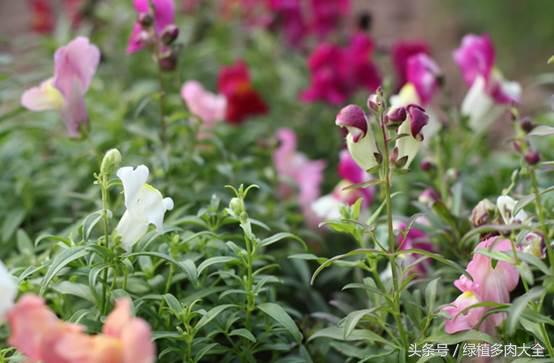 金鱼草叶片上出现斑点怎么办,金鱼草为何会出现黑斑落叶