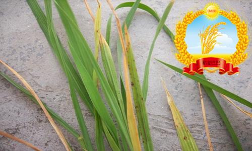 水稻苗期叶尖发黄干枯是什么原因,水稻叶尖发黄用什么药防治