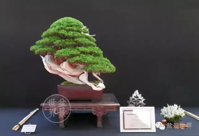 盆景是中国的名片看看浪漫的法国人怎样玩盆景