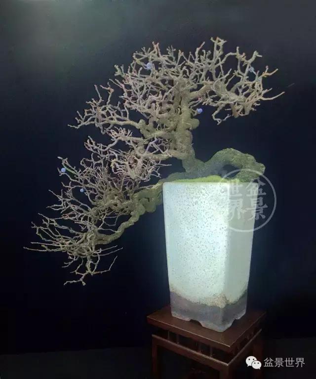 盆景是中国的名片看看浪漫的法国人怎样玩盆景