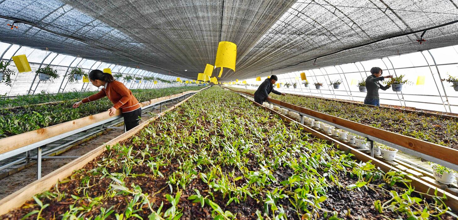 广西中草药产业发展现状,广西名贵药材种植基地名单