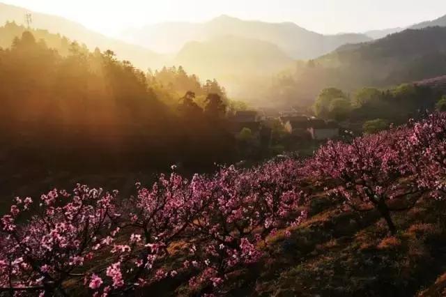 古田水蜜桃又香又甜又脆又多汁,古田水蜜桃推荐