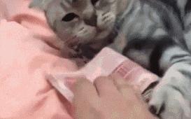 新手养猫攻略3年养猫经验分享,新手养猫攻略养猫课代表