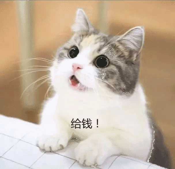 求生欲超强,求生欲猫咪