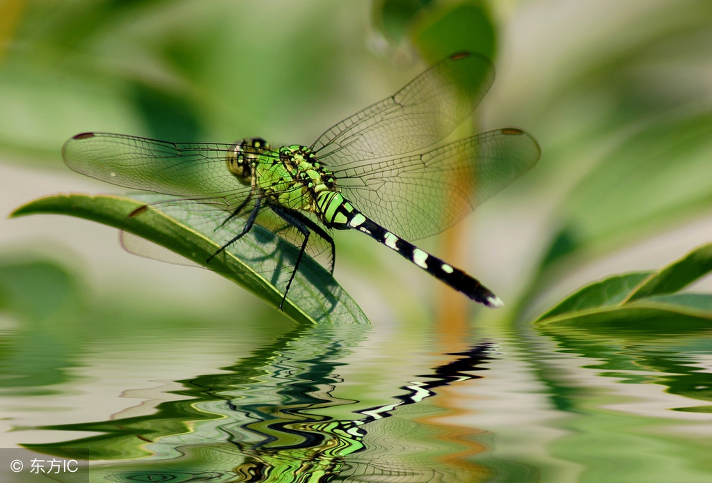 仿写昆虫备忘录写一种昆虫300字,昆虫备忘录没见过的昆虫