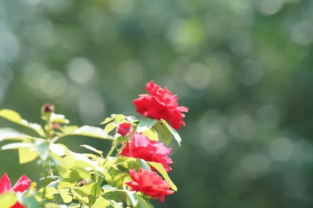 索尼sel24105镜头评测,长焦大炮镜头性价比推荐