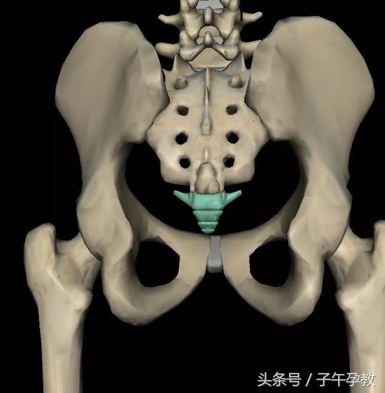 孕期坐久了尾骨痛怎么缓解,怀孕前期久坐屁股尾骨痛怎么回事