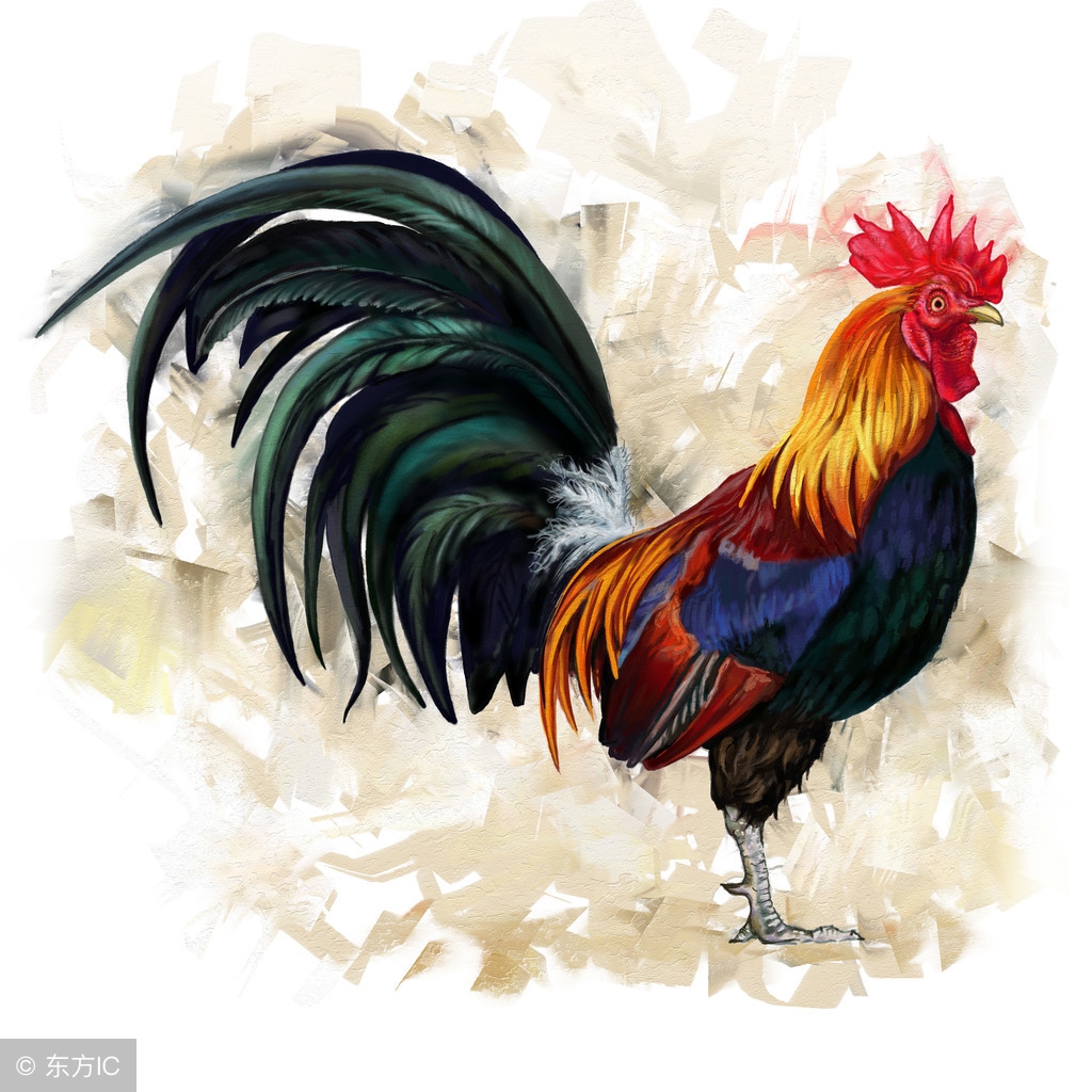 生肖鸡今日必有大喜,生肖鸡未来三天的大事