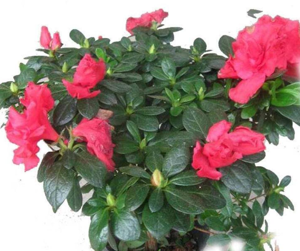 夏季杜鹃花叶子发白是什么原因,杜鹃花叶片发黑焦枯怎么办