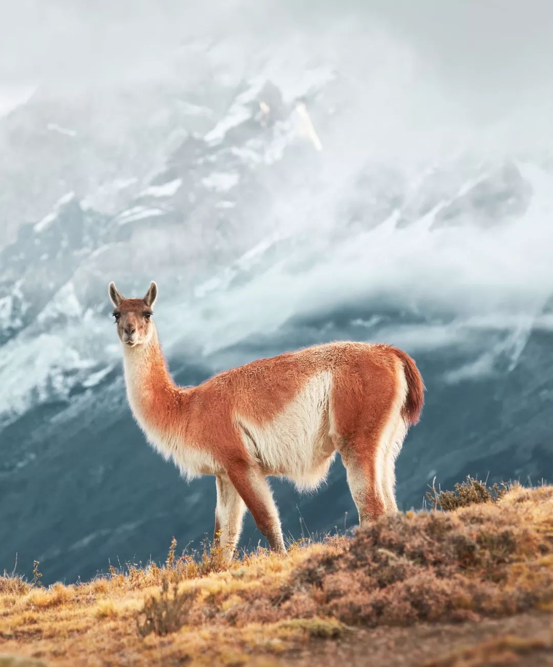 巴塔哥尼亚一个因为遥远又荒凉的地方