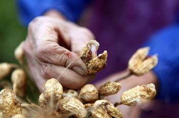 花生出苗后缺苗严重怎么办,花生高产种植病虫害管理
