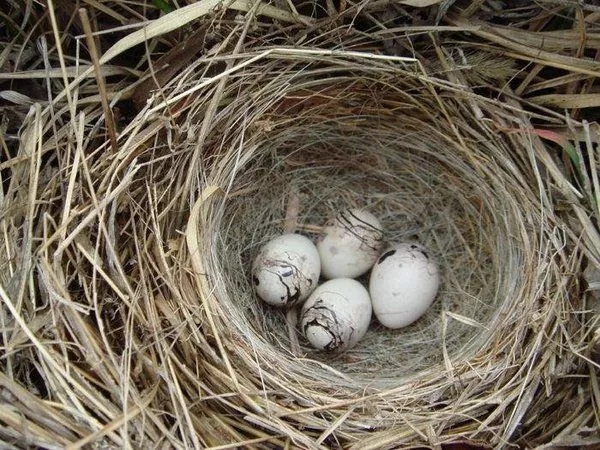 不同年龄段的童年回忆,你们的童年回忆是什么样