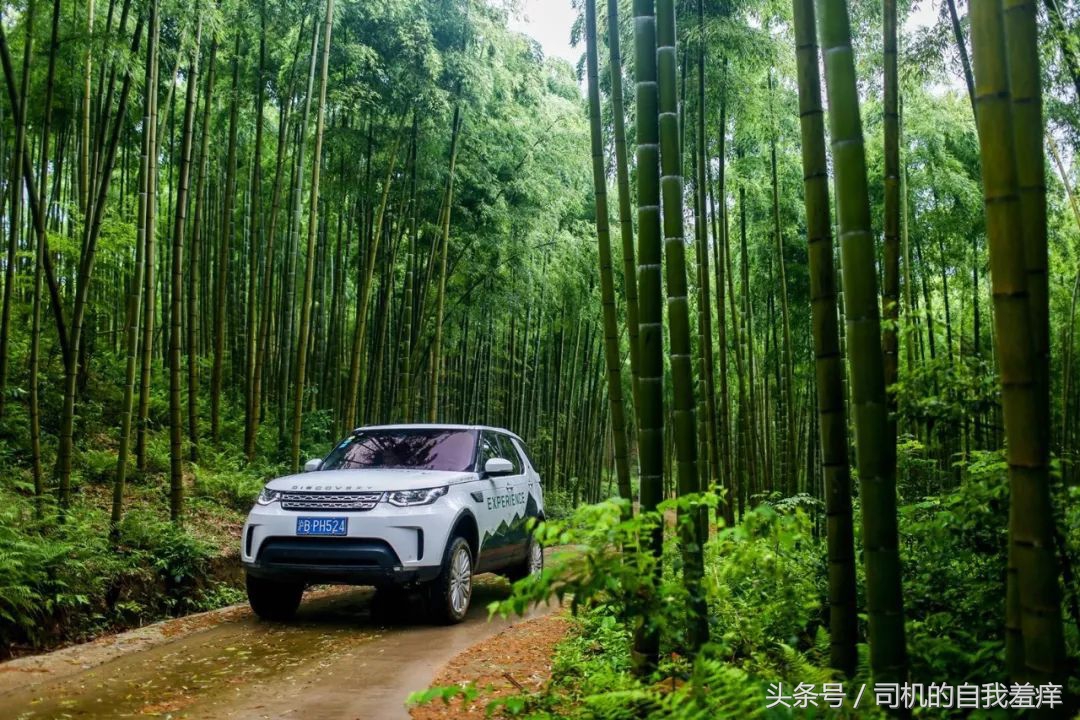 如果你想体验征服感，那养一头猛虎应该是不错的选择