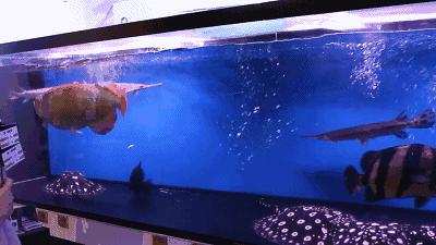 群游观赏鱼很帅,老缸养红龙注意事项