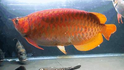 群游观赏鱼很帅,老缸养红龙注意事项