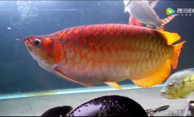 群游观赏鱼很帅,老缸养红龙注意事项