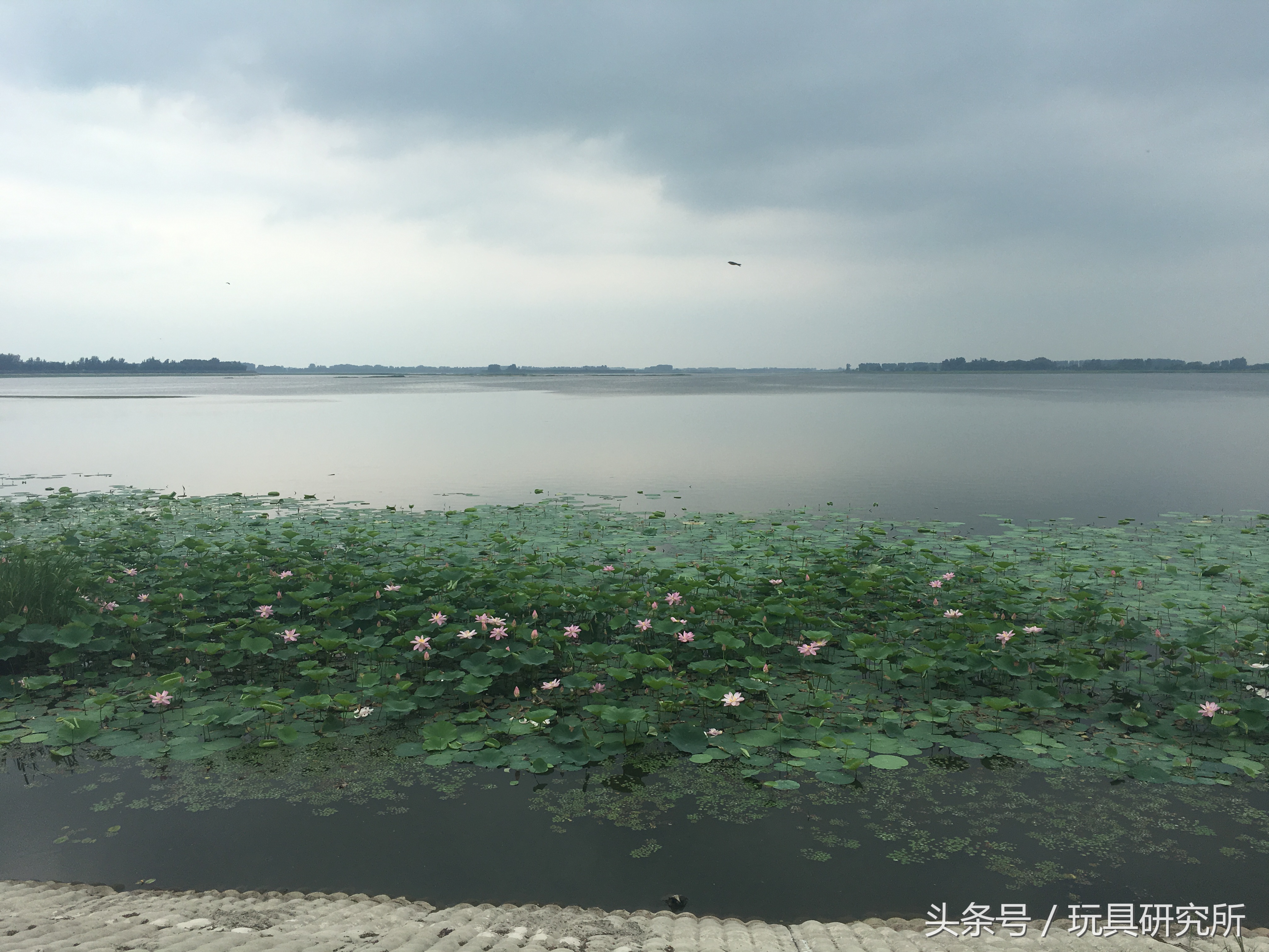辽中珍珠湖看荷花带着孩子去哪儿玩珍珠湖环湖游沈阳周边游