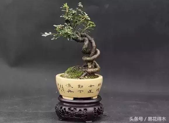 金雀南雀和北雀区别,金雀品种是南雀好还是北雀好