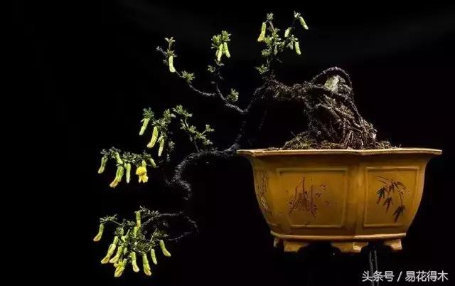 金雀南雀和北雀区别,金雀品种是南雀好还是北雀好