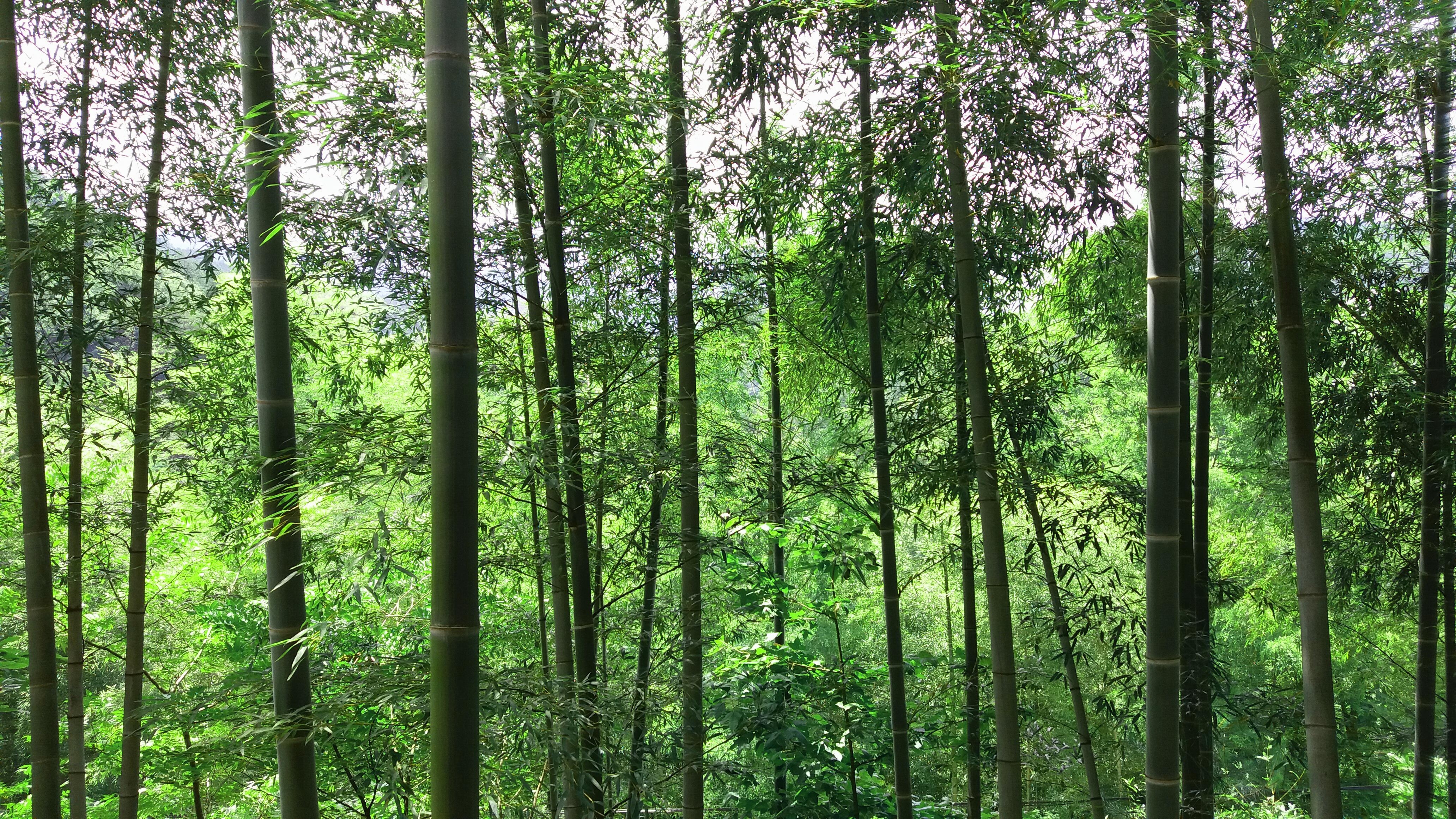 武汉周边避暑景点推荐,武汉夏天避暑旅游攻略