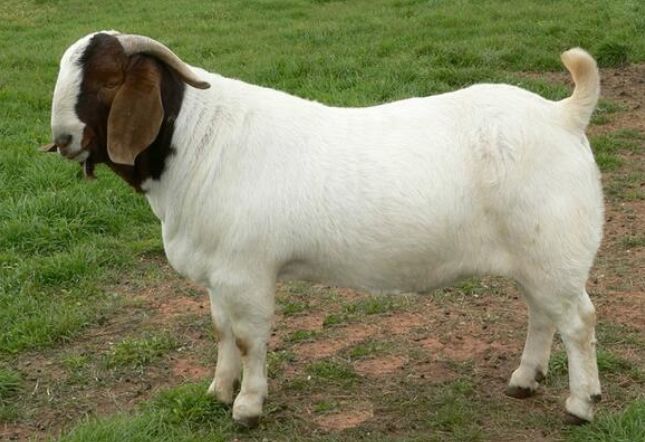 算命说属鼠是什么意思,未羊子鼠属相合不合可以解决吗