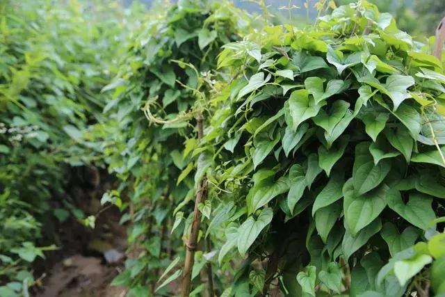 山药后期除草,山药种植怕除草剂吗
