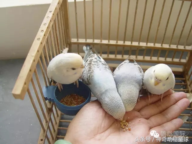 鹦鹉怎么喂养雏鸟,刚出鹦鹉幼鸟怎么喂养最好