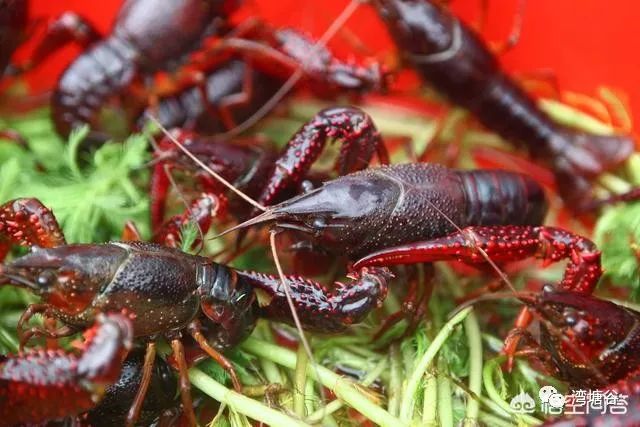 小龙虾养殖中应注意什么,小龙虾养殖要注意哪些问题