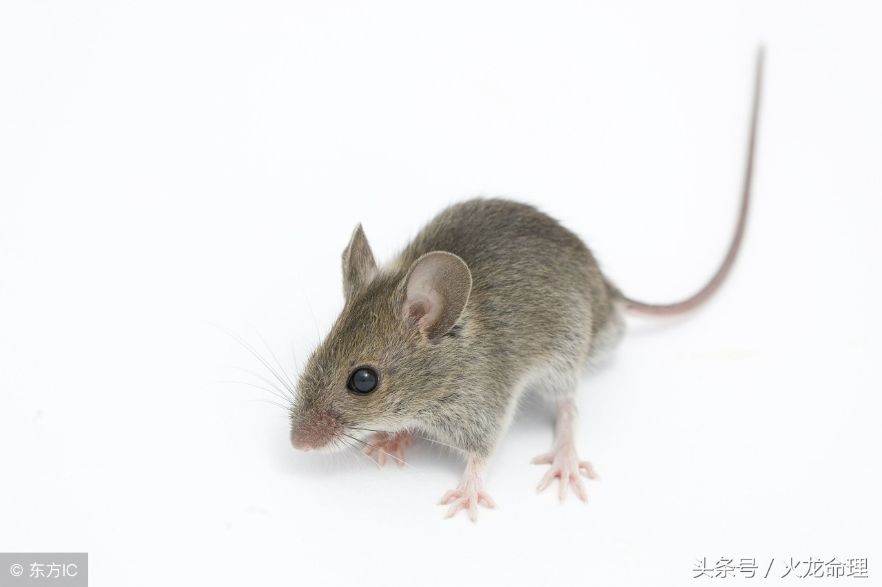 1996属鼠克什么,属马和属鼠谁克谁严重