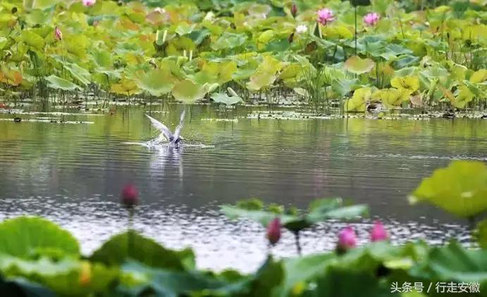 焦岗湖荷花节时间,淮南焦岗湖旅游风景区