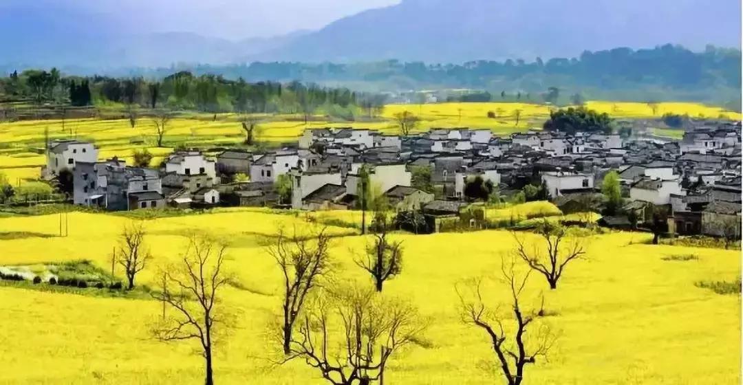 田园东方赚钱吗,田园东方的成功之处