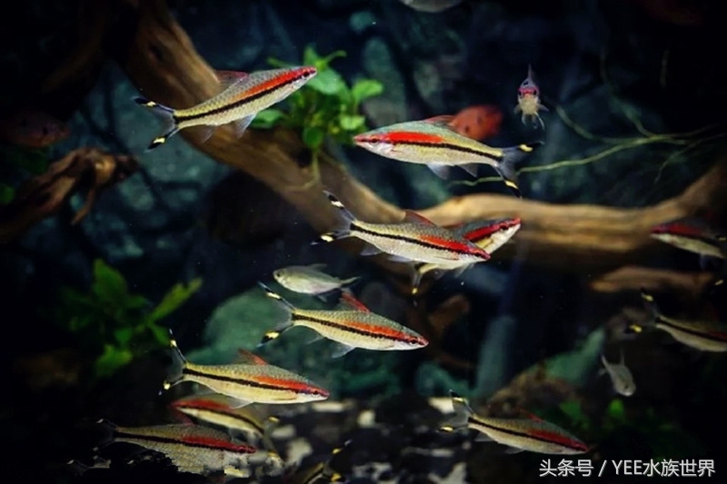 网上买鱼要注意什么,新手网上买鱼好吗