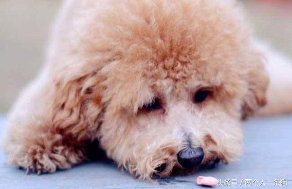 狗过量吃盐,狗摄入多少杏仁有危险