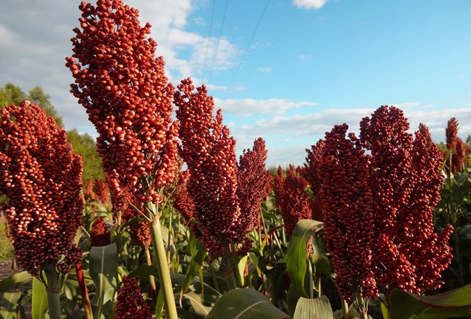 浓香型酒厂酿酒全过程,小型家用酿酒设备酿酱香