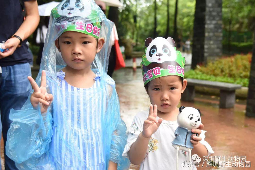 圆舟8岁啦!品足球蛋糕,预测世界杯,猫粉冒雨为他庆生!