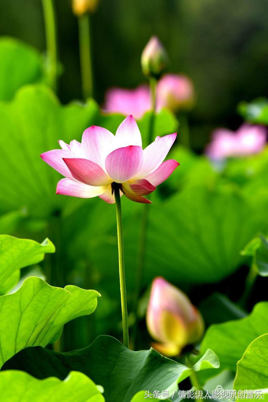 夏荷晕倒在海教官怀里,夏荷最美的十首诗