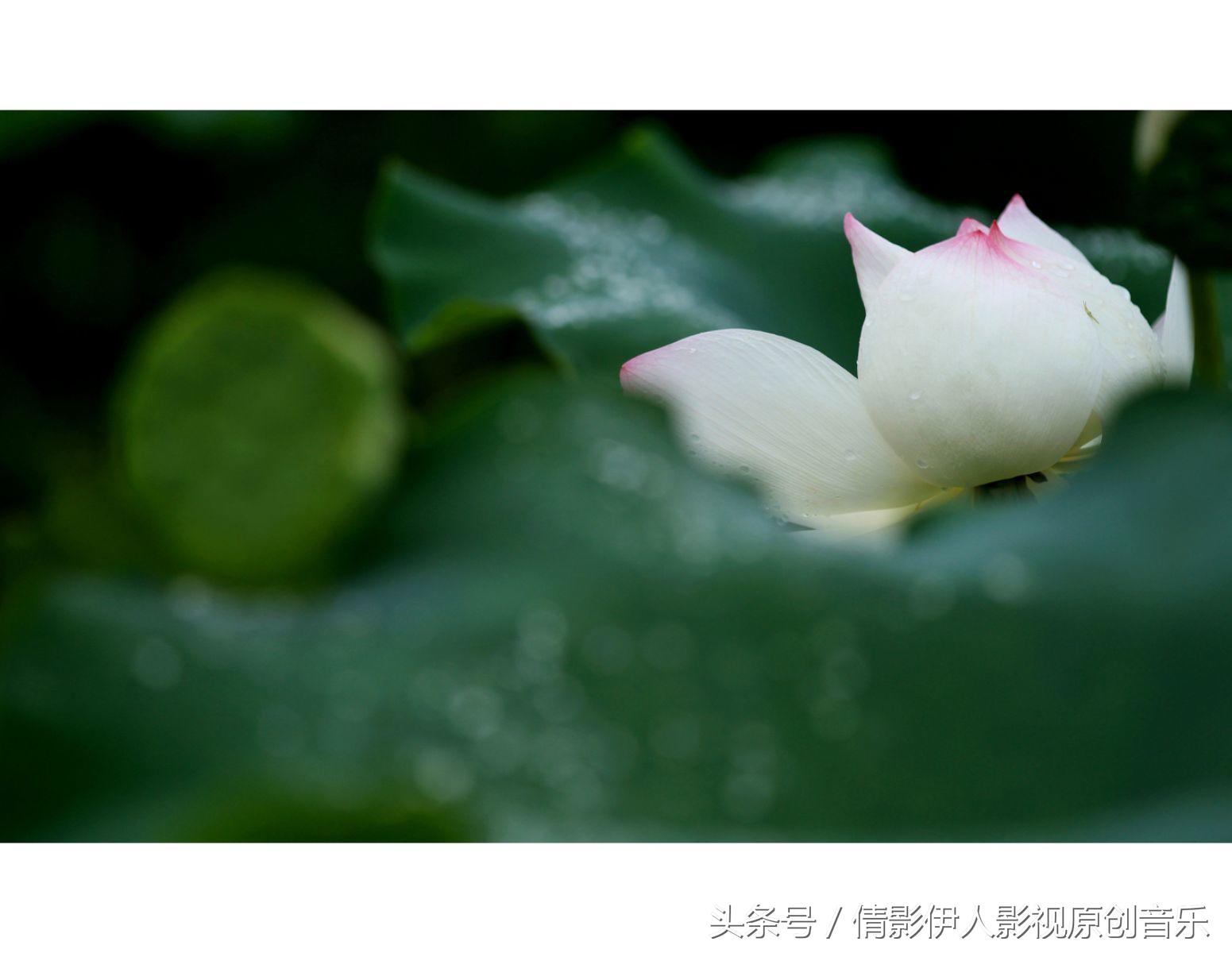 荷花之歌,立夏荷花音乐