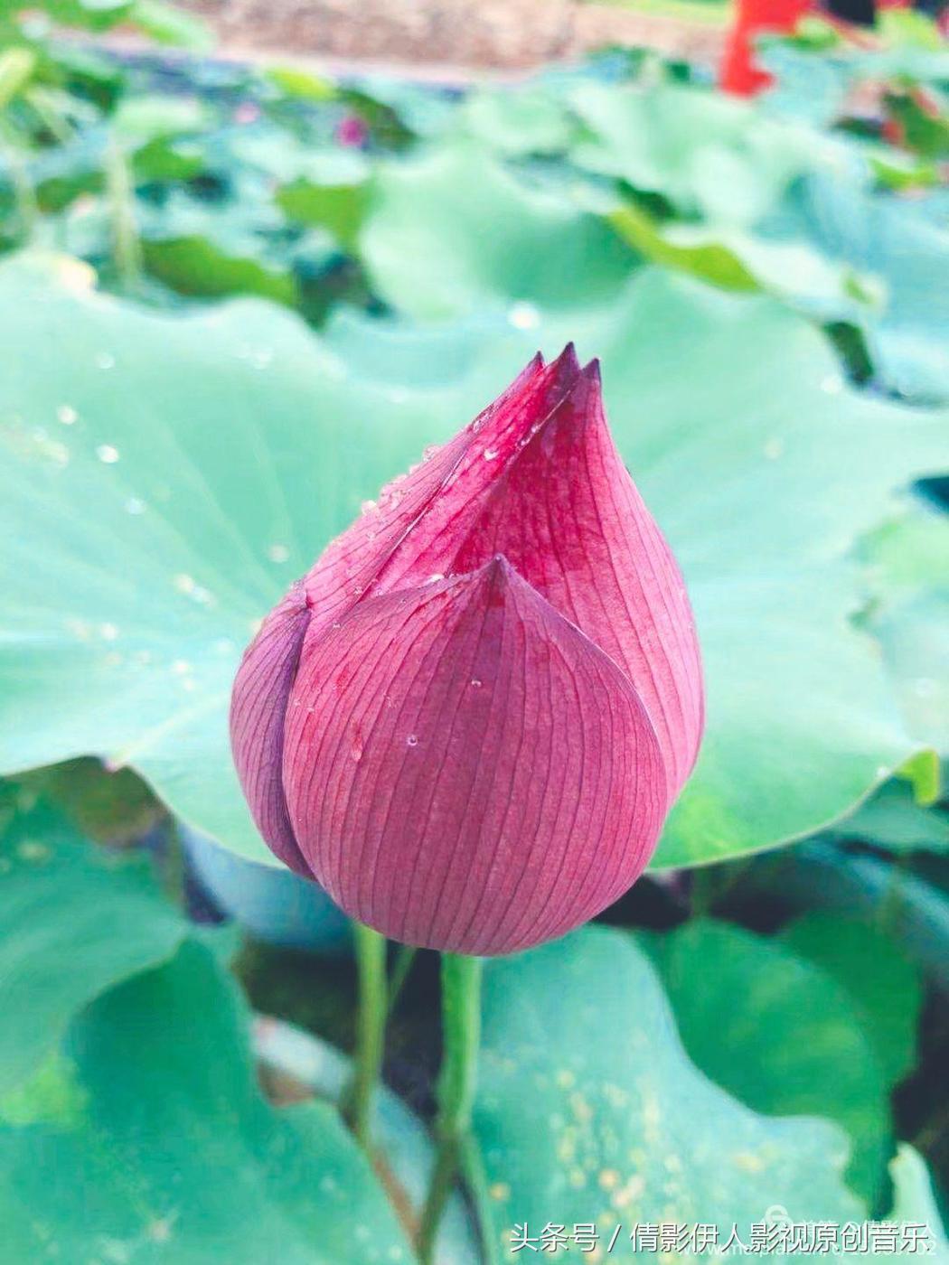 荷花之歌,立夏荷花音乐