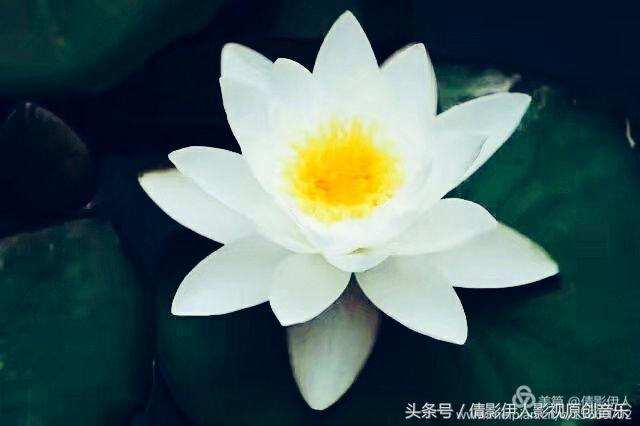 夏荷晕倒在海教官怀里,夏荷最美的十首诗