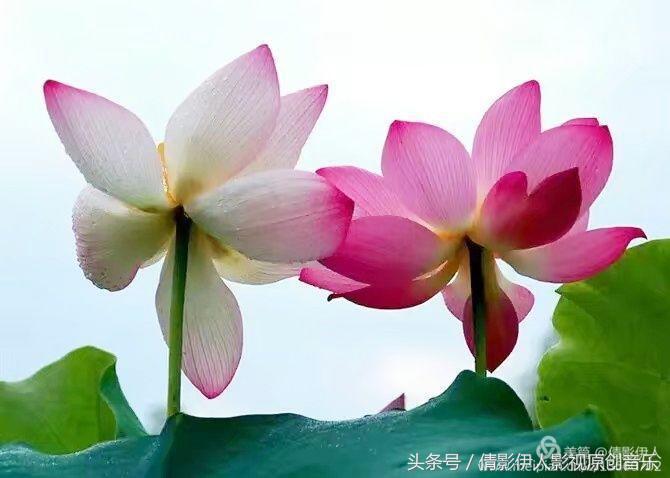 荷花之歌,立夏荷花音乐