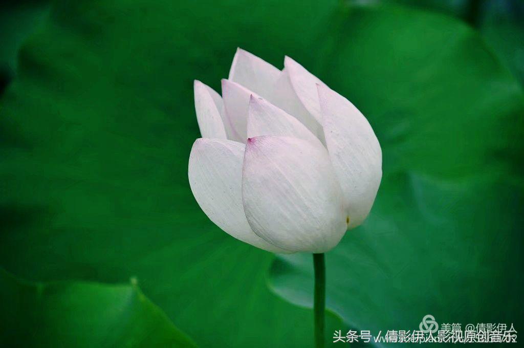 荷花之歌,立夏荷花音乐