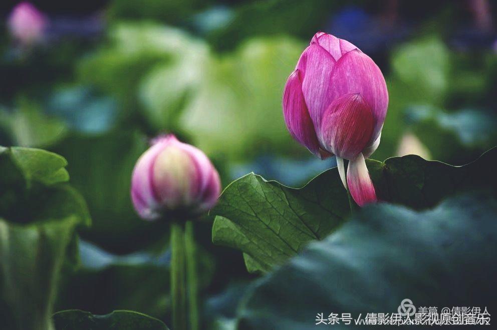 夏荷晕倒在海教官怀里,夏荷最美的十首诗