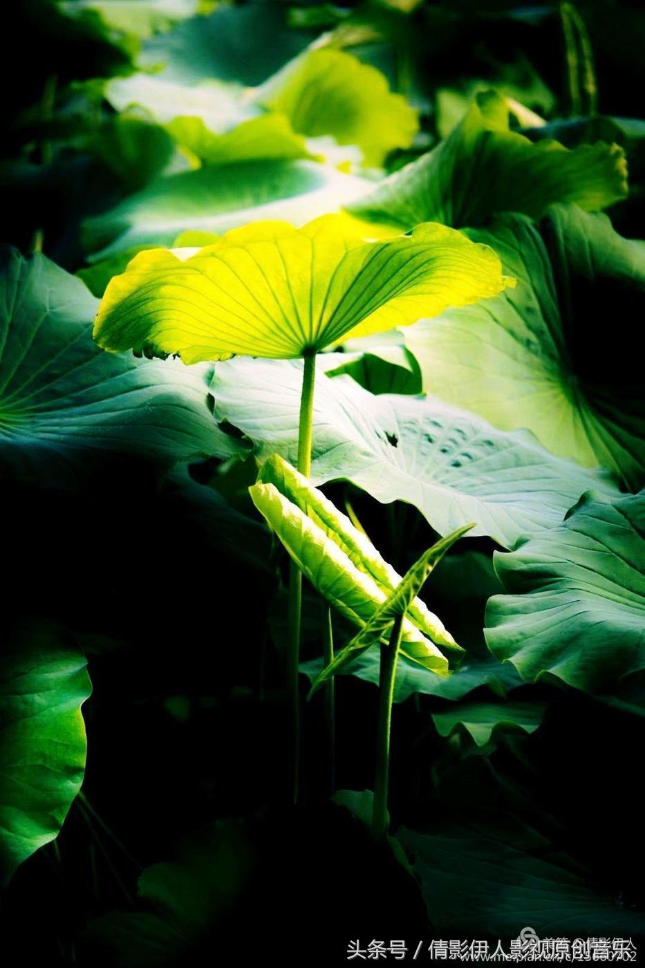 夏荷晕倒在海教官怀里,夏荷最美的十首诗