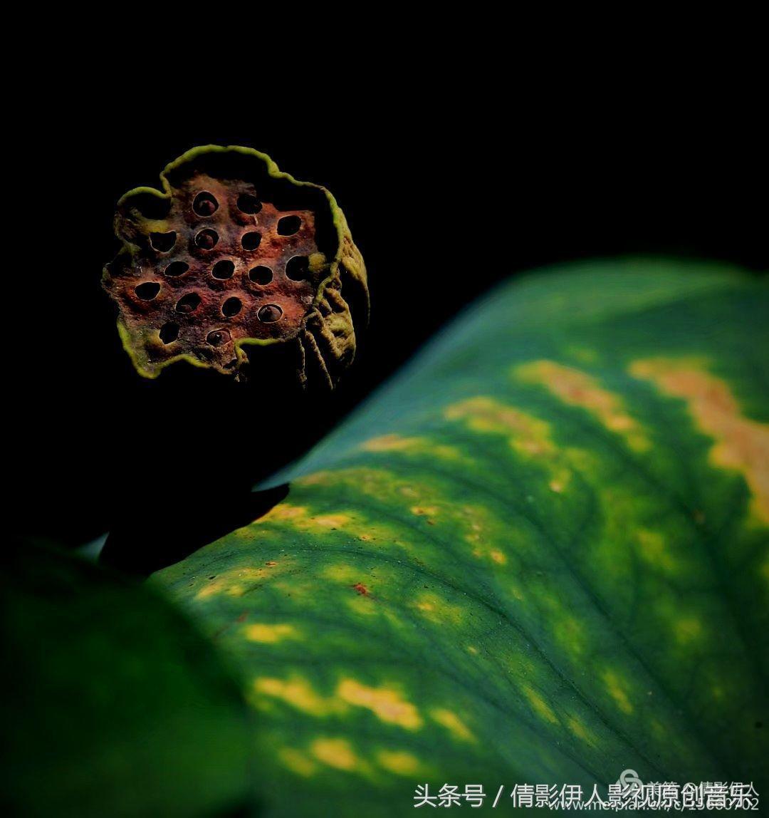 夏荷晕倒在海教官怀里,夏荷最美的十首诗