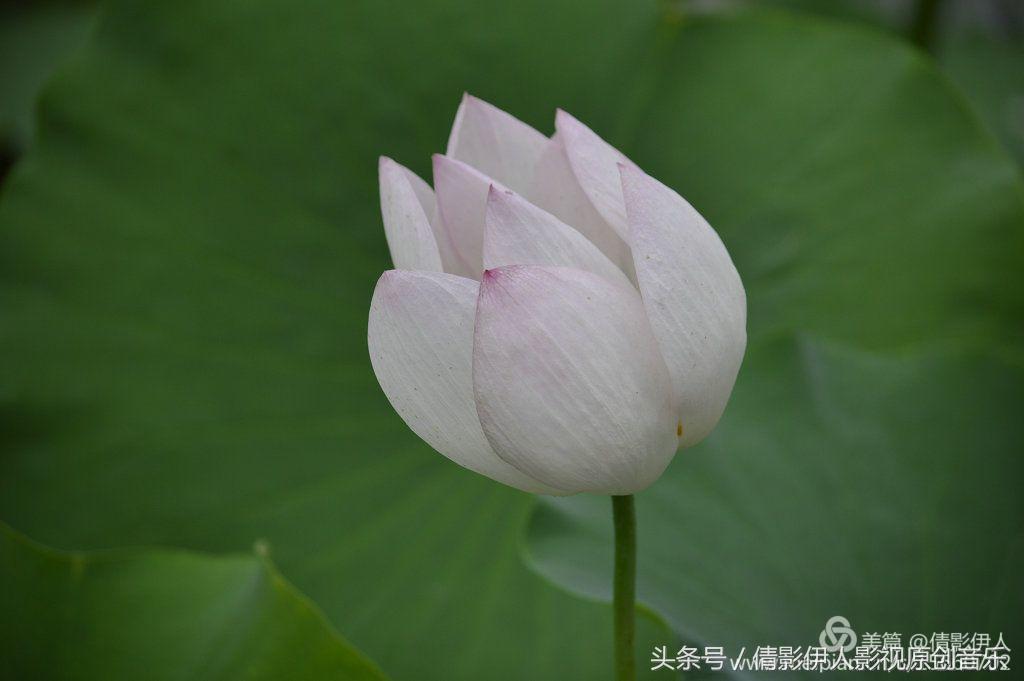 荷花之歌,立夏荷花音乐