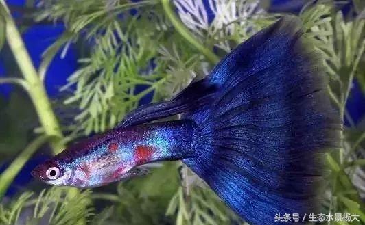 日本孔雀鱼野生怎样,日本孔雀鱼品种