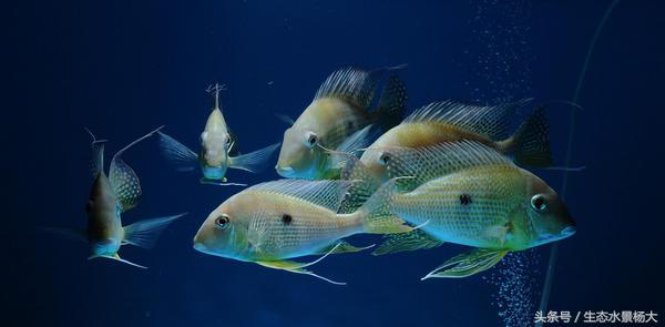 南美慈鲷鱼吃啥,南美慈鲷食土鲷好养吗