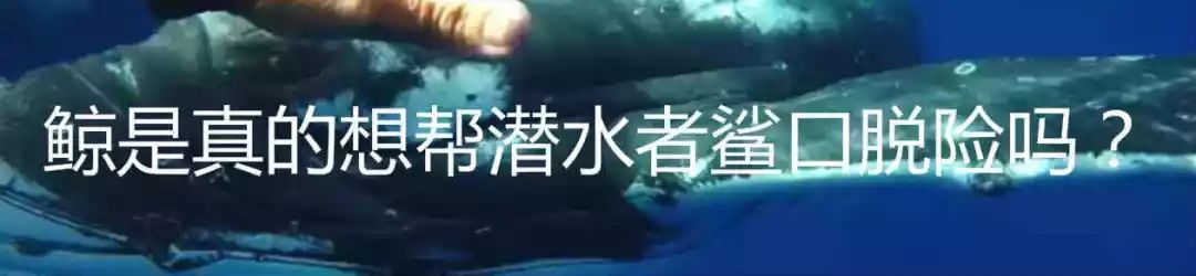 有一种鲸鱼很孤独,有一种鲸鱼特别孤独