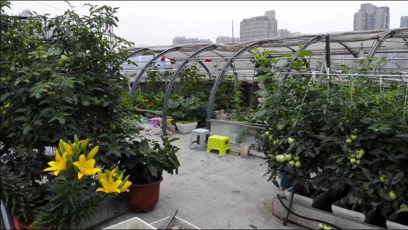 楼顶菜园土层多厚好,顶楼菜园如何防风