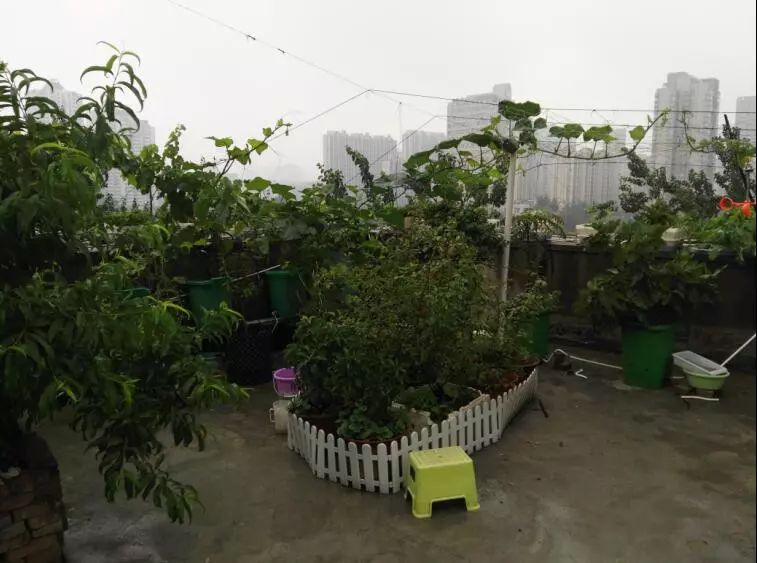楼顶菜园土层多厚好,顶楼菜园如何防风